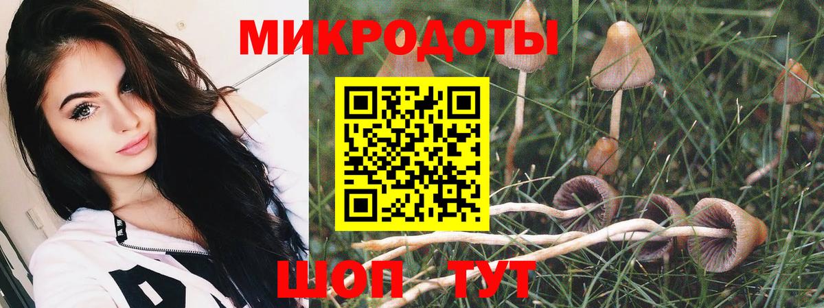 Псилоцибиновые грибы Psilocybine cubensis Солнечногорск